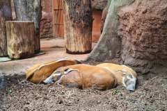 p_zoo_05