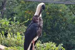 p_zoo_07