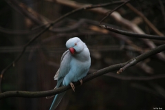 F.Ø' - Czerwonodziób